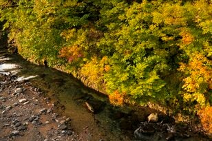 渓流釣りと紅葉狩りのコラボ！ 限りなく自然に近い管理釣り場・吉ヶ平フィッシングパーク【新潟県三条市・2023年】