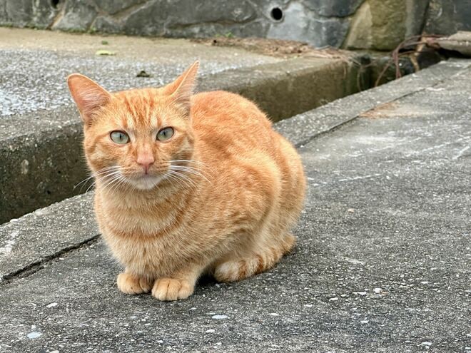 美しい沖縄の風景と琉球島猫「フォトセレクション」すべての島猫たちへの敬意と感謝を込めて【琉球島猫百景 vol.21「琉球弧の島猫たち」沖縄県】の画像001