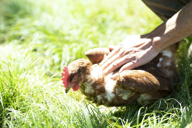 標高1,100mの農場で鶏を“平飼い”放牧！ 本当においしい卵は心身ともに健康で元気な鶏から産まれる！「やまなしアニマルウェルフェア認証制度」取材ルポ【山梨県 2022】の画像012