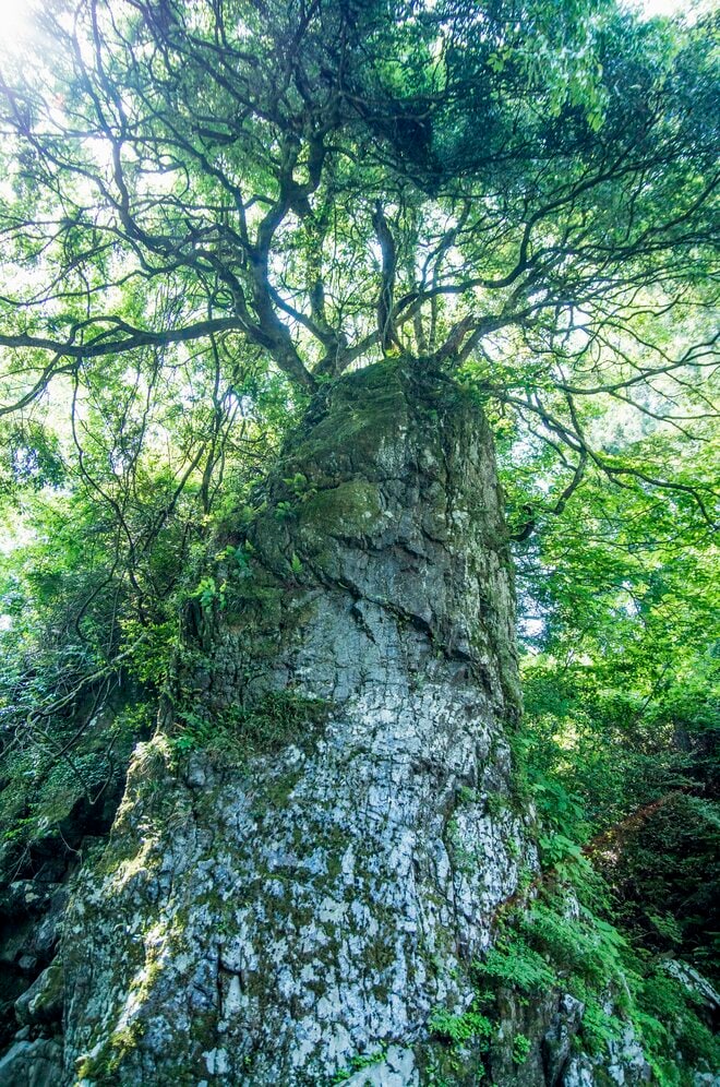 「カヌーイストたちの隠れ聖地」失われゆく最後の清流を旅する＜亀尾島川 前編＞【ユーコンカワイの股旅リバログ vol.35】の画像004
