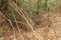次々に現れる切岸に驚きの連続！  大勢力のはざまで揺れた小豪族の宿命　石見国・松山城〈前編〉（島根県江津市）【戦国の山城を攻める vol.03】の画像007