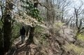 【首都圏近郊】まだ間に合うお花見登山「西丹沢・畦ヶ丸山」は桜だけじゃない欲張りプランを楽しめるんです！の画像001