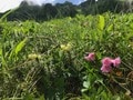 ロープウェイで一気に楽々「2612mの世界へ」千畳敷のお花畑が見頃ですの画像011