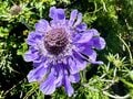 「北アルプス屈指の花の名山へ」 初夏に歩く朝日岳・雪倉岳 1泊2日の山旅【日本で山登りはじめました vol.7】の画像005