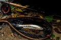 【渓流釣り】最終日前日の飛騨の渓、そぼ降る雨に警戒心がゆるむ秋色ヤマメたち　岐阜県・2025年の画像005