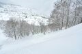 “ブナの森を滑るバックカントリー”  信越国境の山スキー名山「鍋倉山」へ！【長野県飯山市  2025年】の画像007