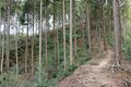 NHK大河『どうする家康』が100倍面白くなる！ 「徳川家康」父祖の地に残る「松平城」を歩く＜後編＞（奥三河・松平郷／愛知県豊田市）【家康ゆかりの山城を攻める vol.2】の画像008