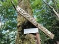登山歴8年ライター「登山にハマるきっかけ」の山！  精進湖「パノラマ台」約1時間で登頂・山の上での絶景＆ラーメンに感動＆”リアル”も知った「登山レポ」の画像008