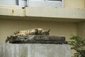 「カツオの島の島猫たち」宮古島から橋を渡って池間島、伊良部島へ【琉球島猫百景 vol.09　沖縄県・宮古島〈2〉】の画像007