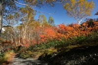 【長野県・八方アルペンライン】紅葉に抱かれた北アルプスの山々と白馬の“絶景”撮影スポット「八方池」で “珠玉の一枚” を撮る！