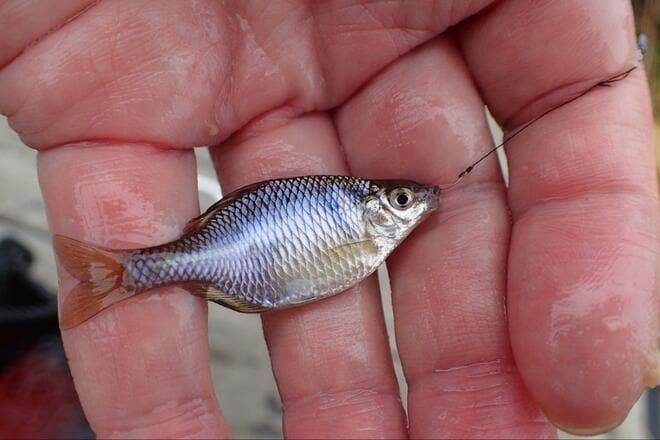 その “アタリ” 極めて繊細＆魚体は “いぶし銀” の冬の装い！  年末年始もOK「寒タナゴ釣り」 都心から90分「野田幸手園」で3時間40匹実釣！  現地レポの画像006