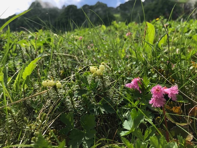 ロープウェイで一気に楽々「2612mの世界へ」千畳敷のお花畑が見頃ですの画像011