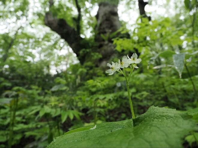 雨や霧で花弁が透き通る “スケルトンフラワー”「サンカヨウ」 梅雨時でもアクセスしやすい、往復約1時間のスポット3選！の画像012