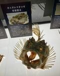 意味がわかると怖い “生き物の秘密”  池袋サンシャイン水族館 夜間特別営業「TERROR Night Aquarium」開幕（編集部レポート）の画像006