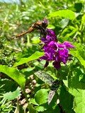 「出羽三山をめぐる」初夏の東北！ 羽黒山・湯殿山 “SEA TO SUMMIT”スタイルで月山へ 【崖っぷちYUKIの珍道中】の画像019