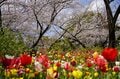「浮間公園」桜とチューリップの豪華コラボは”東京の春”を鮮やかに彩る【東京都・板橋区】の画像004
