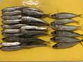 「100匹釣れる」かも？  初心者、子ども連れにおすすめの「サビキ釣り」！  ゴールデンウィークは堤防でアジやサバを釣りまくり！の画像001