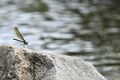初夏の渓流から流れる清らかな歌声の主「カジカガエル」 吸血昆虫のエグイ襲撃にも涼しい顔に驚き【高尾山・丹沢 2025年】の画像003