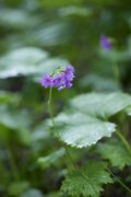 空へと吸い込まれていく黄色の絨毯。南アルプス最大のお花畑「荒川三山」を巡る【南アルプスの日々 vol.7】の画像003