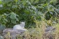 「さくらねこ」を知っていますか？　3月22日は「さくらねこの日」です【琉球島猫百景 vol.07】の画像005