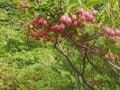 『万葉集』『智恵子抄』にも登場する日本百名山・福島県「安達太良山」登山レポート！ 火山の荒々しい絶景と温泉小屋の魅力の画像007