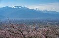 フルーツ王国・山梨の春はピンク色！ 桜から桃の花へ！ 開花ラッシュで花見に大忙しの “桃源郷” 甲府盆地【山梨県】2022年の画像009
