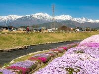 【ゴールデンウイーク・お花見】「春が来るたび綺麗になっていく」残雪輝く北アルプスを背景に農具川の芝桜が見頃！ 長野県大町市・2022年