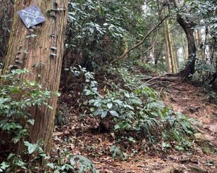 意味が分かると怖い「低山の登山道」写真！ 「ナメすぎNG」迷いやすい「不明瞭＆荒れ放題」ルート「5つの落とし穴」レポート