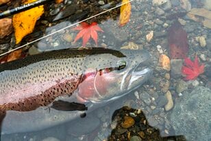 【冬季釣り場】紅葉に染まる清流で美しいニジマスと出会える！ 「秋の神流川へ」 2023年秋・群馬県上野村