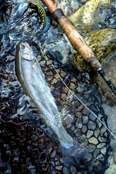 夏真っ盛り！ ウェットウェーディングで涼を感じる【渓流釣り】 白馬