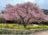 「樹齢500年・世界で一つだけの桜」！  福岡県天然記念物「白野江のサトザクラ」は例年「4月上旬」の今が見頃！「白野江植物公園」の魅力の画像003