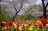 「浮間公園」桜とチューリップの豪華コラボは”東京の春”を鮮やかに彩る【東京都・板橋区】の画像004