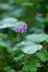 空へと吸い込まれていく黄色の絨毯。南アルプス最大のお花畑「荒川三山」を巡る【南アルプスの日々 vol.7】の画像003