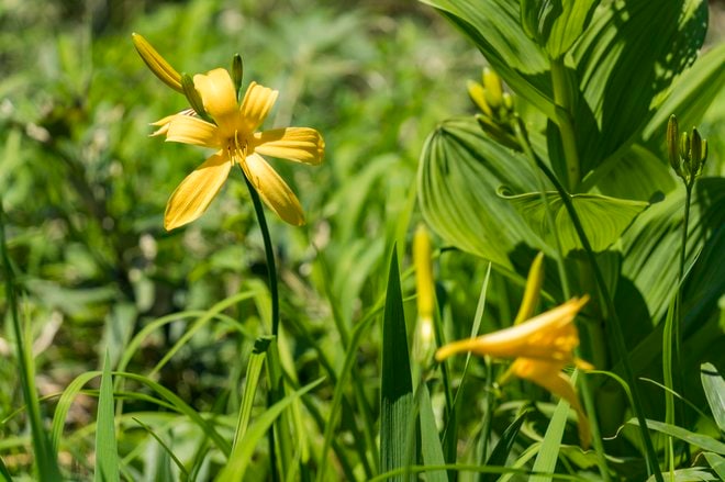 数年に一度の当たり年！ 今がピーク「花咲くコバイケイソウ」『栂池自然園』＜長野県＞の画像010
