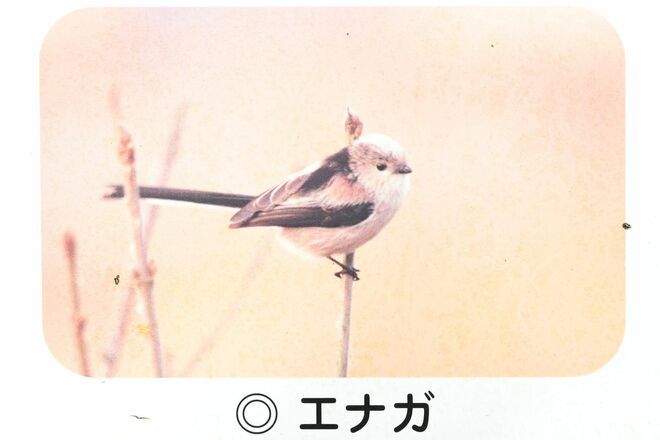 【バードウォッチング】支持率爆上がりの野鳥界アイドル「シマエナガ」にちょっと待ったぁ！  千葉のそっくりさんこそ、かわいらしさナンバーワン！？  2026年の画像002