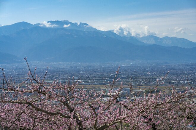 フルーツ王国・山梨の春はピンク色！ 桜から桃の花へ！ 開花ラッシュで花見に大忙しの “桃源郷” 甲府盆地【山梨県】2022年の画像009