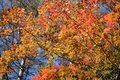 【首都圏近郊】1時間半で登頂できる山梨の隠れ名山「小楢山」紅葉の見頃はもうすぐ！の画像003