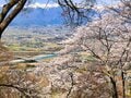 桜・1,500本が咲き上がる！  絶景“さくらコース”「光城山」でお花見ハイキング！  山頂からは雪化粧の北アルプス＆夜はライトアップも【長野県安曇野市】の画像002