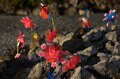 単独峰・恐山はない！  日本三大霊場・青森県「恐山」の「3つの顔」とは？の画像003