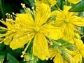 「北アルプス屈指の花の名山へ」 初夏に歩く朝日岳・雪倉岳 1泊2日の山旅【日本で山登りはじめました vol.7】の画像006