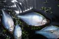 梅雨明け前に行きたい「ホソ」での小物釣り！  実釣5時間「10種・50匹超え」数釣りを満喫！  県外からも人が来る「田んぼ脇」現地レポ【茨城県・霞ヶ浦】の画像008