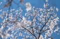登山口から山頂まで桜が続く「お花見登山の聖地」光城山の桜は今が見頃の画像003