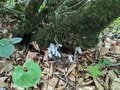 満開に咲き乱れる「ミヤマキンポウゲ」の花畑！  高山植物の宝庫・花の百名山「焼石岳」フラワートレッキングレポの画像001