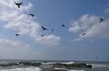 夏だ！ 海だ！ 湘南だ！ 青い海と青い空に舞う緑色のハトの群れ「荒波から危機一髪の脱出劇」 海水を飲むアオバトの珍しい行動に大注目！【神奈川県大磯】2025年の画像010