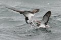 「略奪バトル・集団攻撃なんでもあり！？」  跳ねるイワシの大群に突っ込む海鳥！  レアでカオスな状況に遭遇した 【三浦半島】2024年の画像005