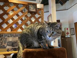 「2泊で実質1人1150円」全国旅行支援でコスパ最高！  大阪・天満駅1分「猫が部屋まで接客してくれる」ホテルとは？