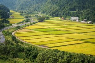 ＜“新米”っていつまで新米？＞意外に知らない「新米の定義」と今日から使える「美味しいお米を選ぶポイント」教えます