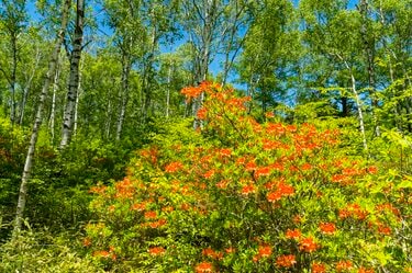 梅雨どきにもオススメ”の THE 信州！ 八千穂高原の「日本一美しい白樺