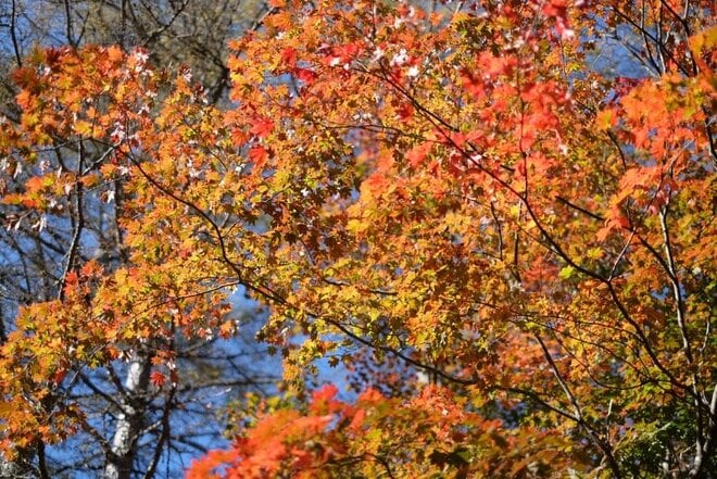 【首都圏近郊】1時間半で登頂できる山梨の隠れ名山「小楢山」紅葉の見頃はもうすぐ！の画像003