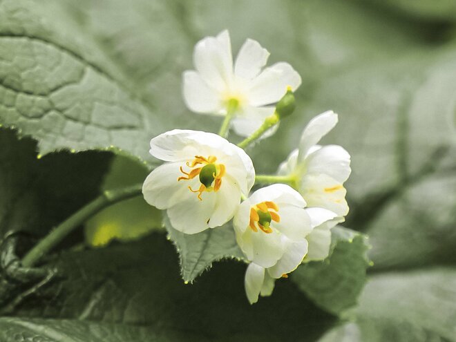 【夏山登山】花の百名山の楽しい季節到来！  高山植物が咲き乱れるお花畑ハイク  2024年の画像009